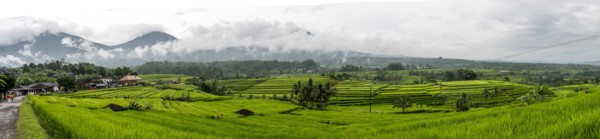 Panoramic view of rural rice paddies
