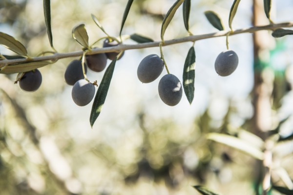 Olives growing on tree branch