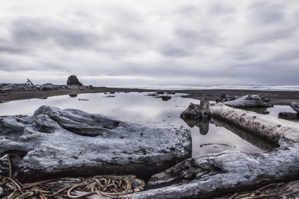 Driftwood and rocks on beach