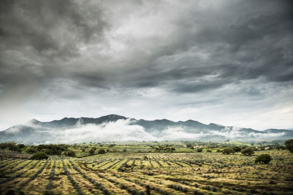 Rural crop fields under cloudy sky