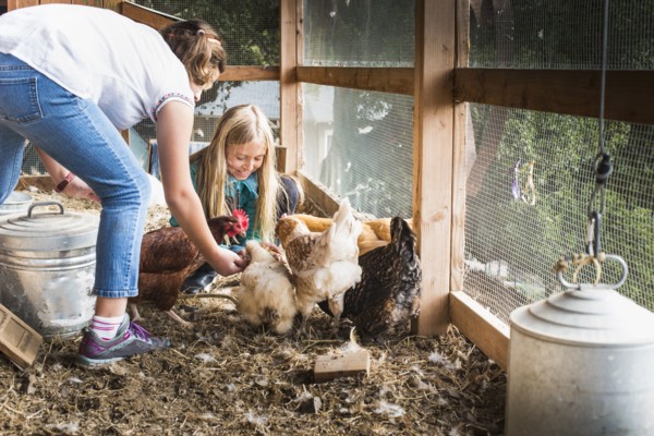 Girls feeding chickens in chicken coop