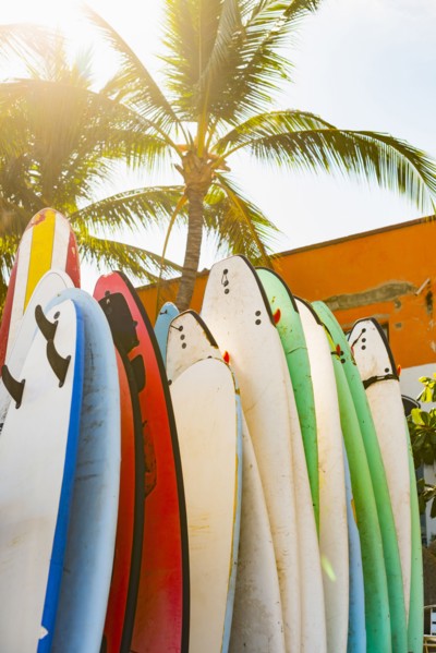 Surfboards under palm tree