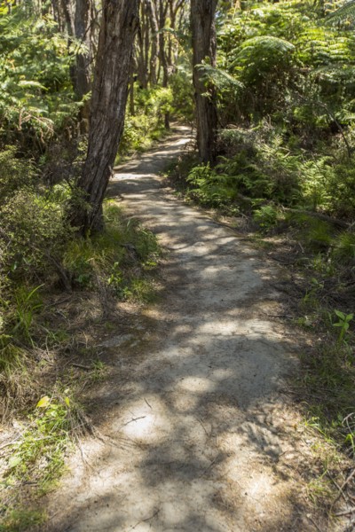 Dirt path in rural forest