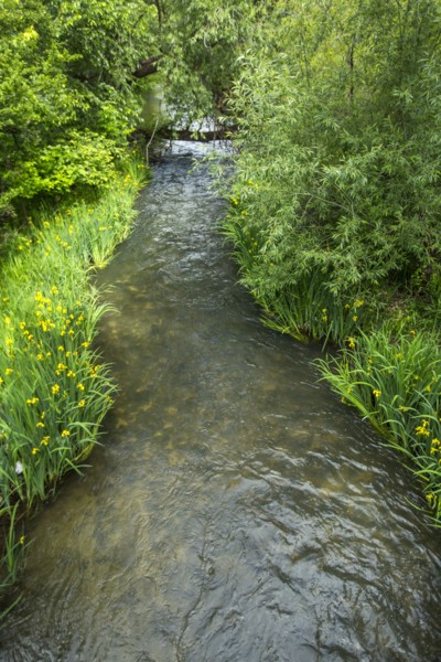 River flowing in forest