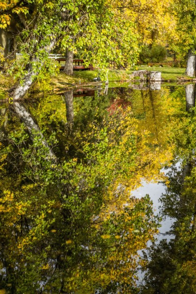 Reflection of trees in lake