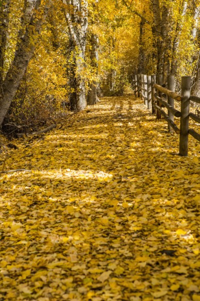 Wooden fence in autumn