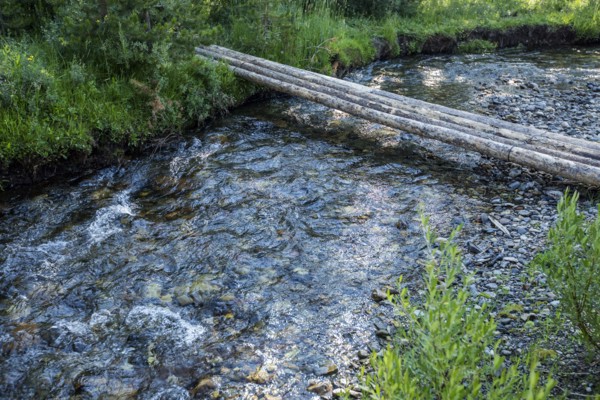 Logs forming bridge crossing river
