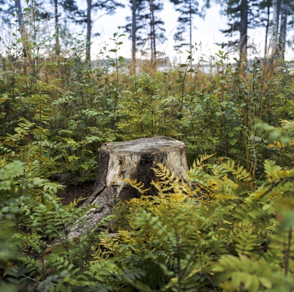 Stump in fern plants growing in lush forest