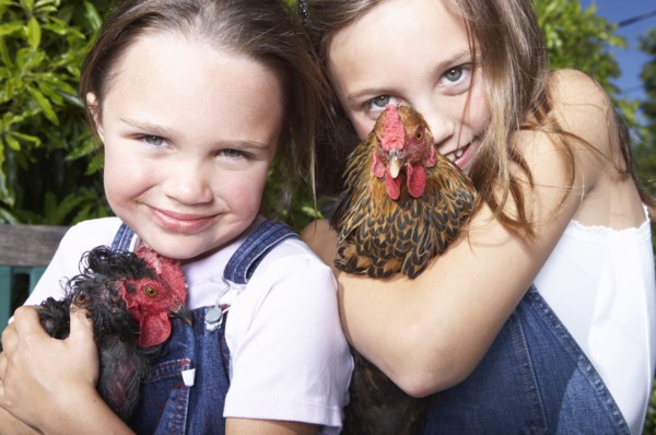 Mixed race girls holding chickens on farm
