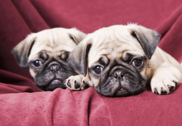 Pugs sitting on sofa