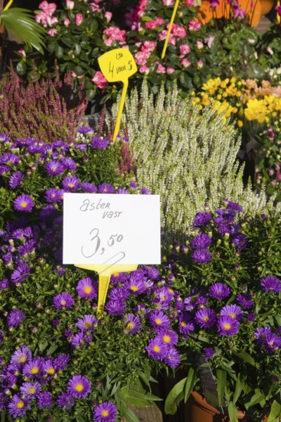 Variety of flowers for sale in market