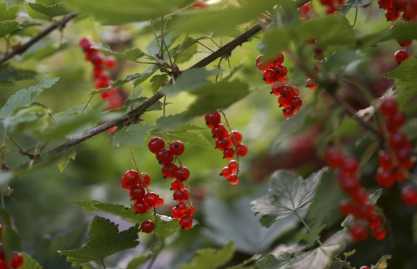 Close up of berries on branch
