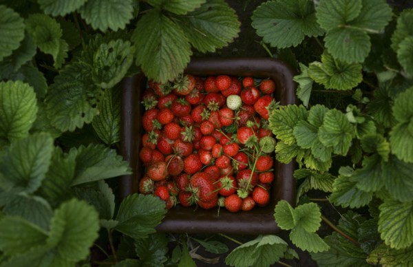 Close up of strawberries in basket