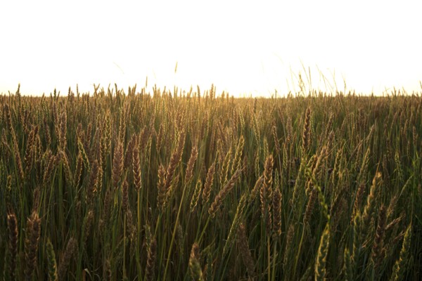 Field of wheat