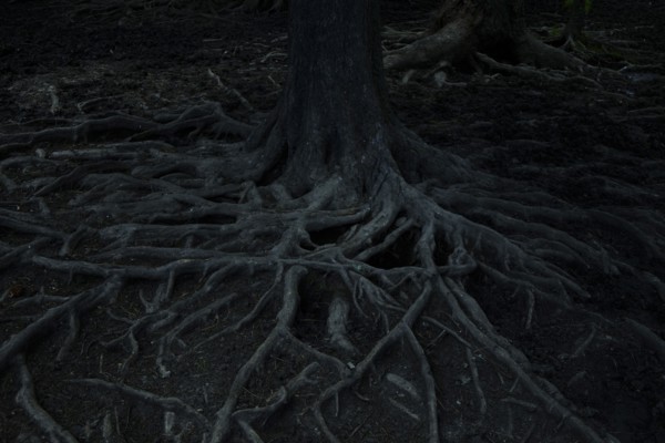 Gnarled roots of tree at night