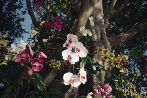 Flowers near tree