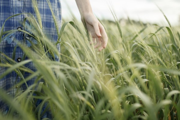 Hand of Caucasian woman in the field of wheat