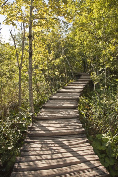 Wooden walkway in forest