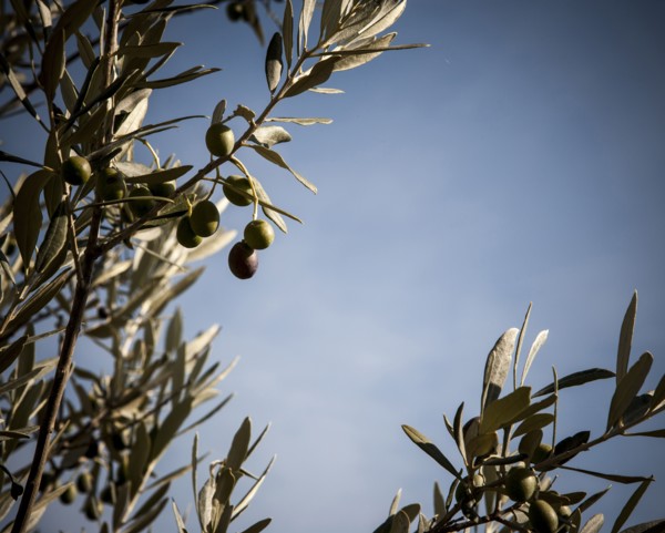 Close up of olive growing on tree