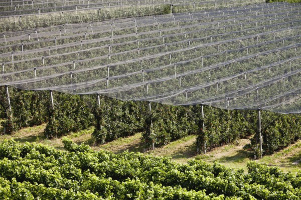 Netting on vineyard