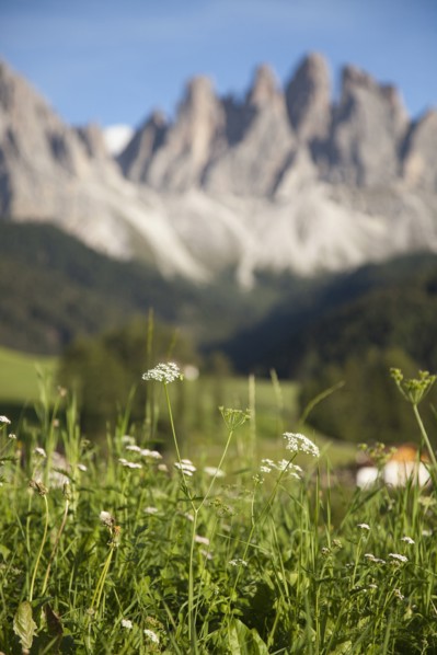 Close up of wildflowers in field near mountain