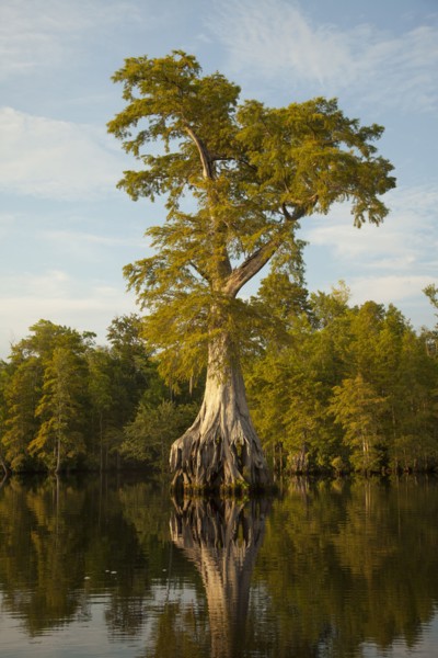 Reflection of expansive tree roots in river