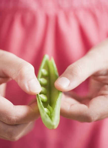 Mixed race girl opening pea pod