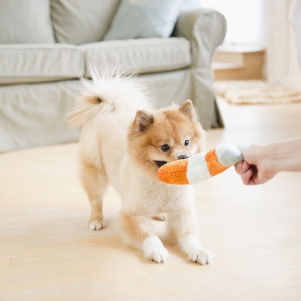 Pomeranian dog playing with dog toy