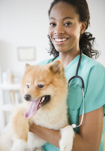 Mixed race veterinarian holding Pomeranian dog