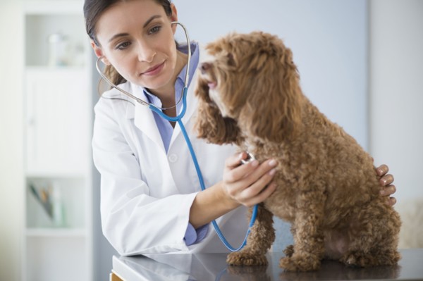 Caucasian veterinarian checking heartbeat of dog