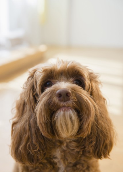 Close up of face of obedient dog