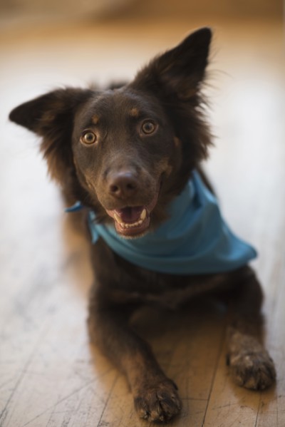 Dog wearing bandana laying on wooden floor