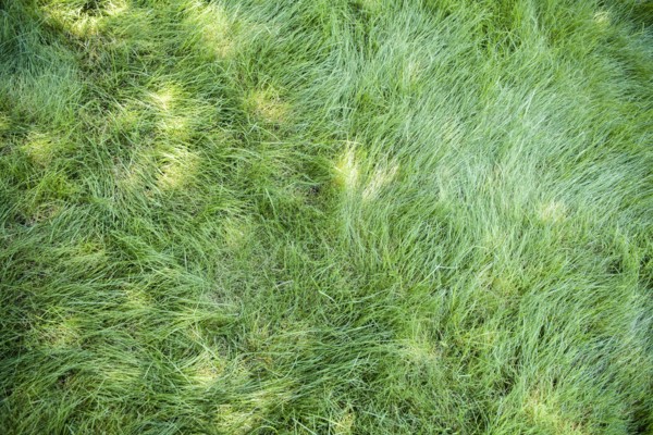 High angle view of green grass