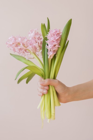 Hand of Caucasian woman holding bouquet of pink flowers