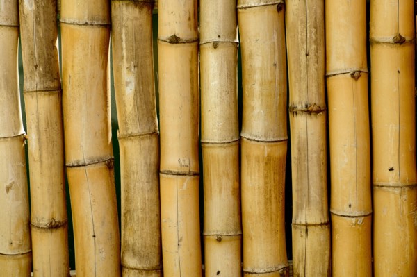 Close up of bamboo stalks
