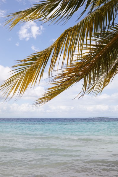 Palm leaves and ocean