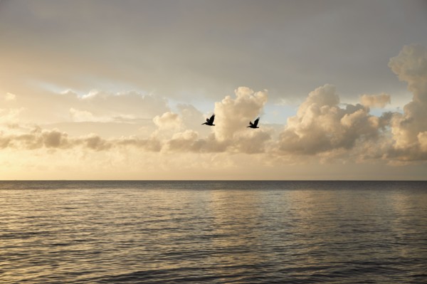 Clouds and birds over ocean at sunrise