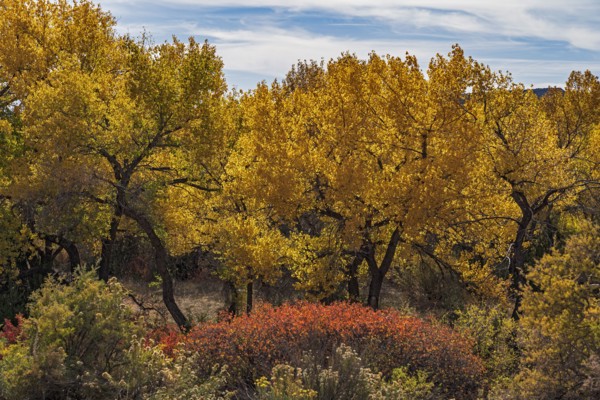 Trees and bushes in Autumn landscape