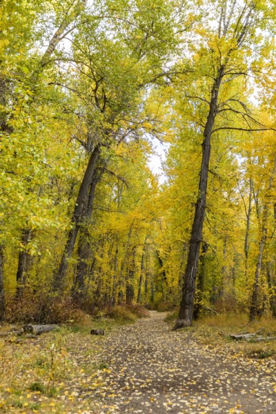 Footpath covered with fallen leaves in Autumn forest