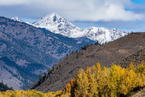 Yellow trees and snowcapped mountains in Autumn