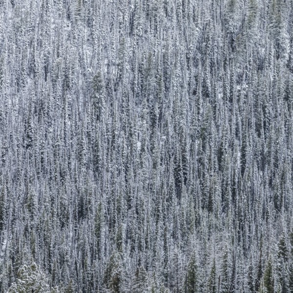 High angle view of pine forest in Winter