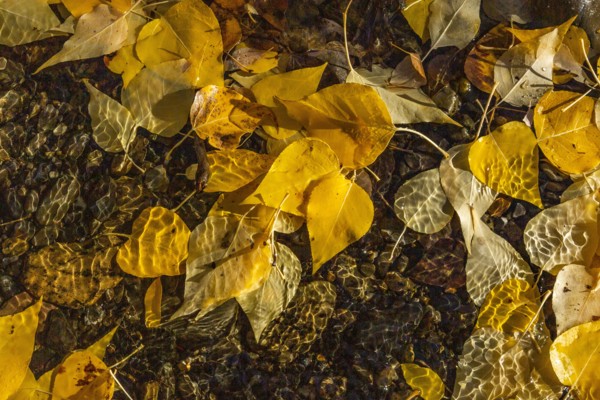 Overhead view of fall Aspen leaves in creek