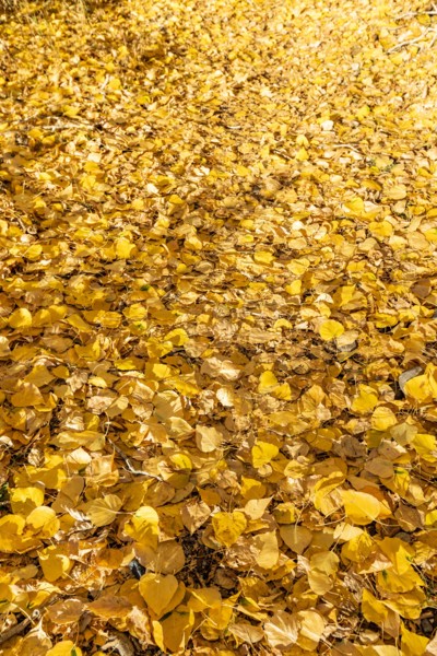Yellow Autumn leaves on ground