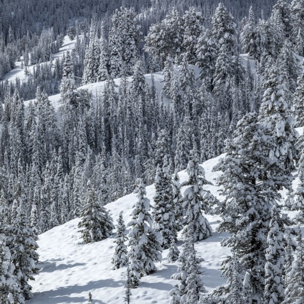 Mountain landscape and forest in winter
