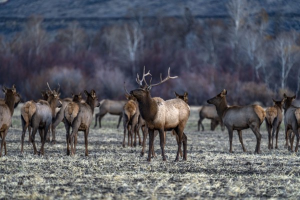 Bull elk among elk herd