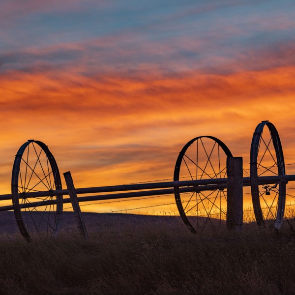 Silhouette of irrigation wheels in field at sunset