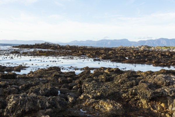 Rocky sea shore