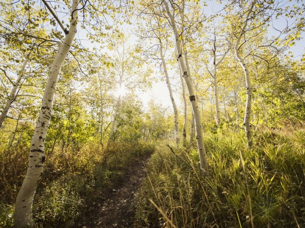 Footpath in forest on sunny day