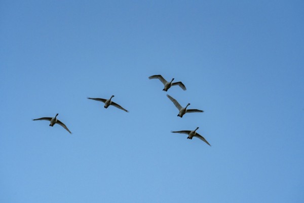 Flock of birds against blue sky