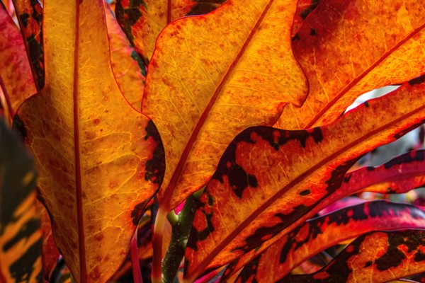 Close-up of bunch of orange palm leaves